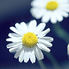 //luna-site.gportal.hu/portal/luna-site/image/gallery/1274545695_22.png